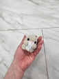 Chuck the Mini Hamster