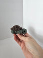 Allen the Mini Turtle