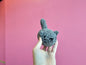 Brie the Cat